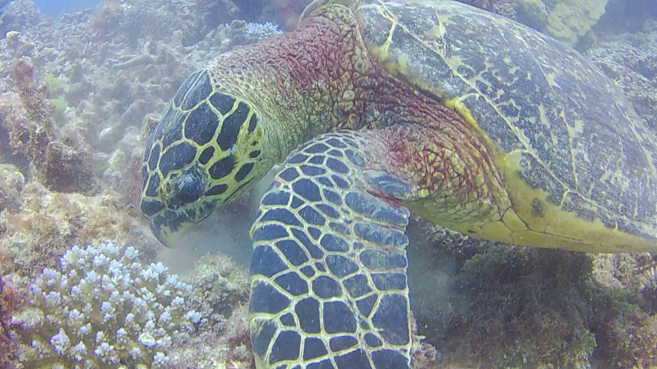 youtube plaatshouder afbeelding